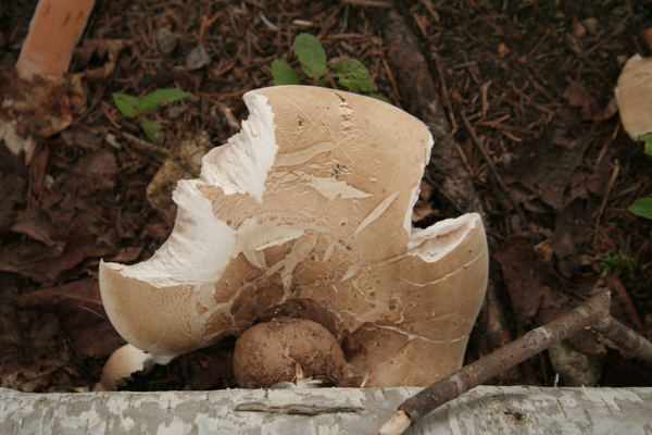 Mushrooms Print