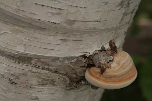 Mushrooms Print