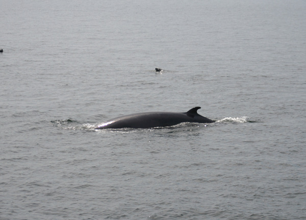 Baleine_4 Print