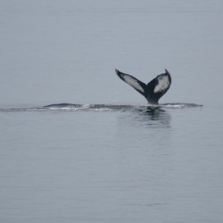 Baleine_2