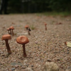 Mushrooms