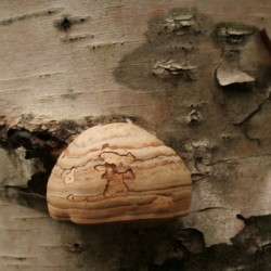 Mushrooms