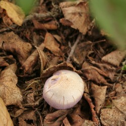 Mushrooms