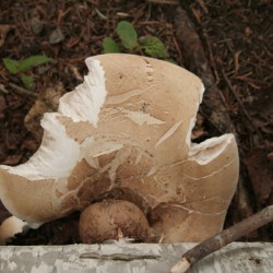 Mushrooms