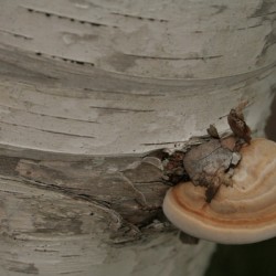 Mushrooms