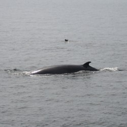 Baleine_4