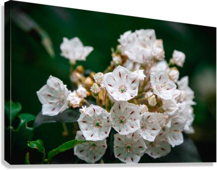 White Flowers Canvas Print