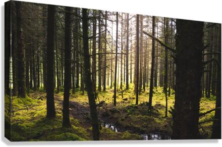 Mossy Forest Canvas Print