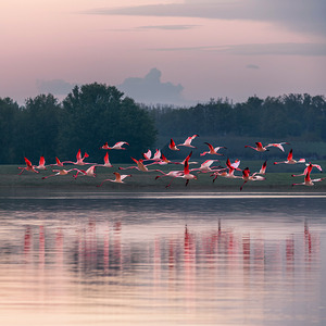 Birds in Flight Over Serene Waters