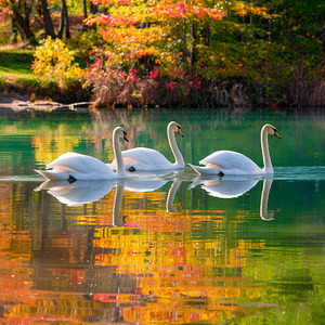 Graceful Swans on a Lake