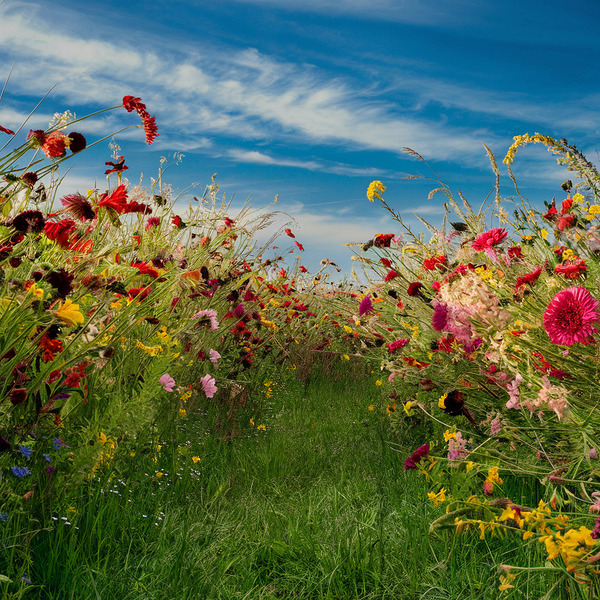 Wildflower Meadow Print