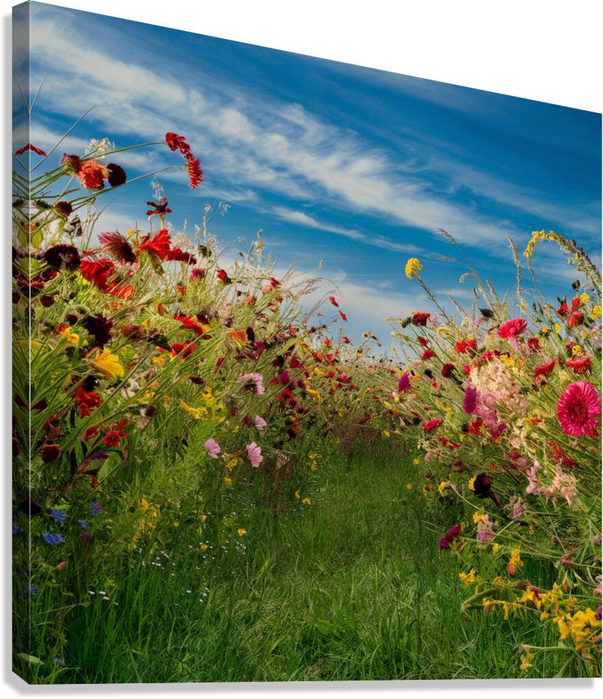 Wildflower Meadow Canvas Print