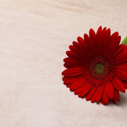 Attractive red flowere 