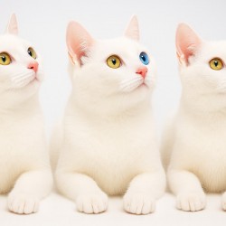 Three Cats in a Warm Scene Reflecting Beauty and Tranquility