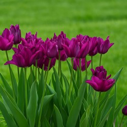 Natures creativity in stunning high quality