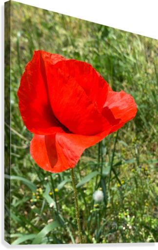 Poppy Canvas Print