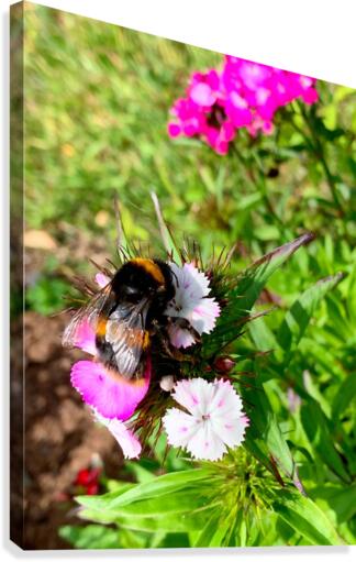 Bumblebee  Canvas Print
