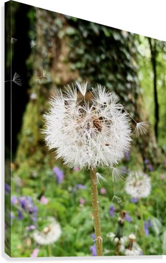 Dandelion  Canvas Print