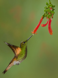 Buff-tail Coronet Feeding From Trumpet Honeysuckle