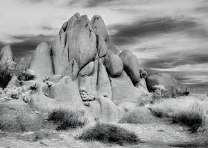 Joshua Tree Rocks and Flora