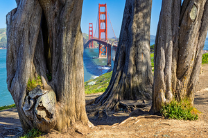Golden Gate threw the Cypress Trees 