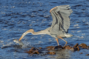 Great Blue Heron Catching a Shad
