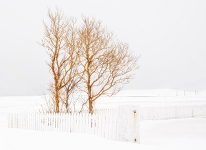 Tree Fence Snow