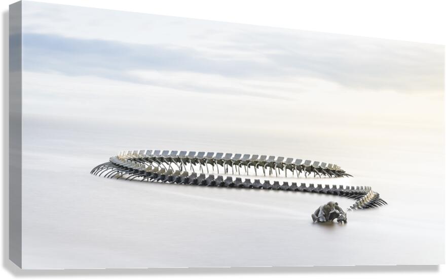 Serpent d’Ocean Canvas Print
