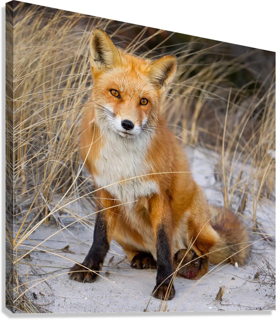 Red Fox Sitting Canvas Print