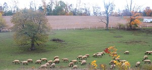 Grazing In Harmony