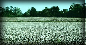 Cotton Fields holds stories... 