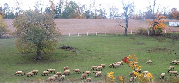Grazing In Harmony by Snap In Motion 