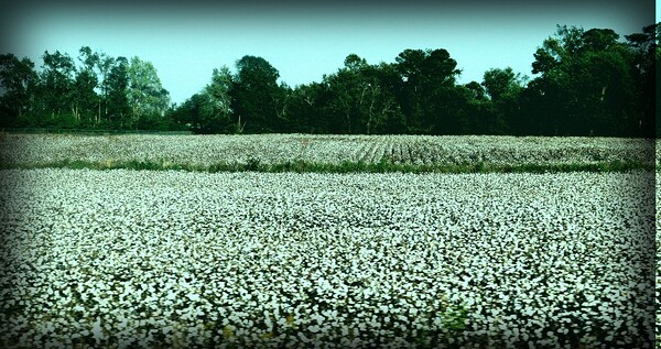 Cotton Fields holds stories...  by Snap In Motion 