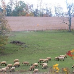 Grazing In Harmony