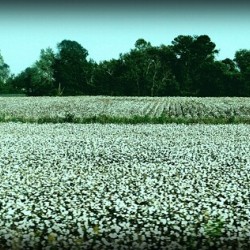 Cotton Fields holds stories... 