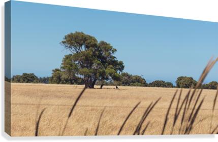 Resting Roos Canvas Print