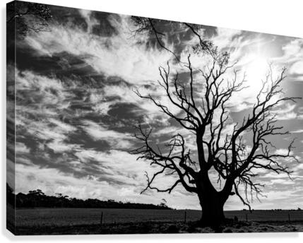 Lone Tree Canvas Print