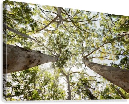 Up There Canvas Print