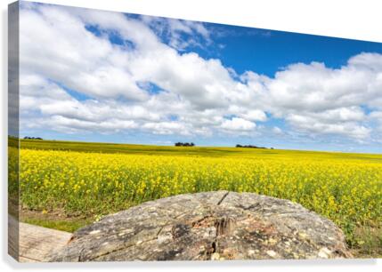 Canola Fields Canvas Print