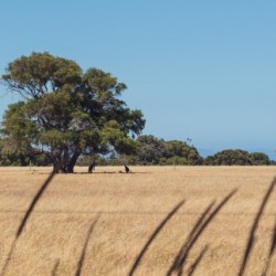 Resting Roos