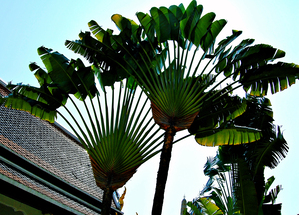 PL-Large Banana Tree Leaves in Thailand