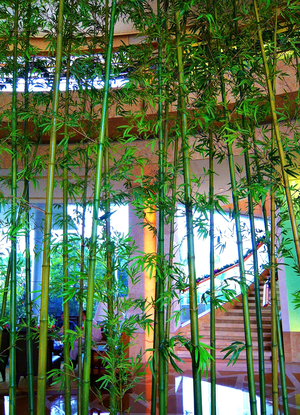 PL-Bamboo Tree inside a Hotel in China