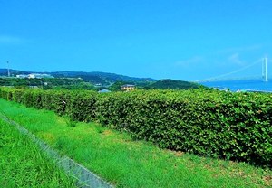 Japan-NP - Awaji Hanasajiki Garden 03
