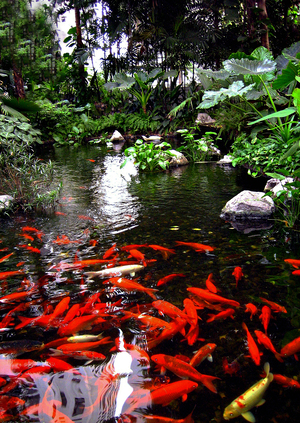 AN-Orange Koi in Pond in Thailand 2