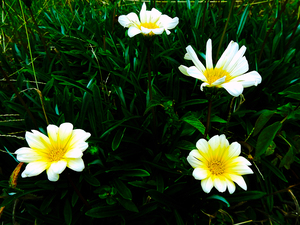 Japan - Gazania rigens