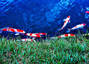 AN-Colorful Koi in Pond in Japan 3
