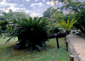 Japan - Cycas revoluta 01