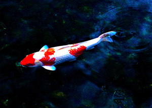 AN-Colorful Koi in Pond in Japan 5