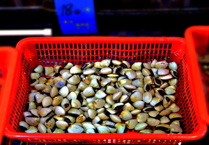 FDC-CH - Selling Fresh Sea Clam