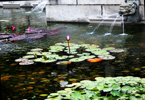 HK-FG - Lotus on Pond  in Hong Kong 2